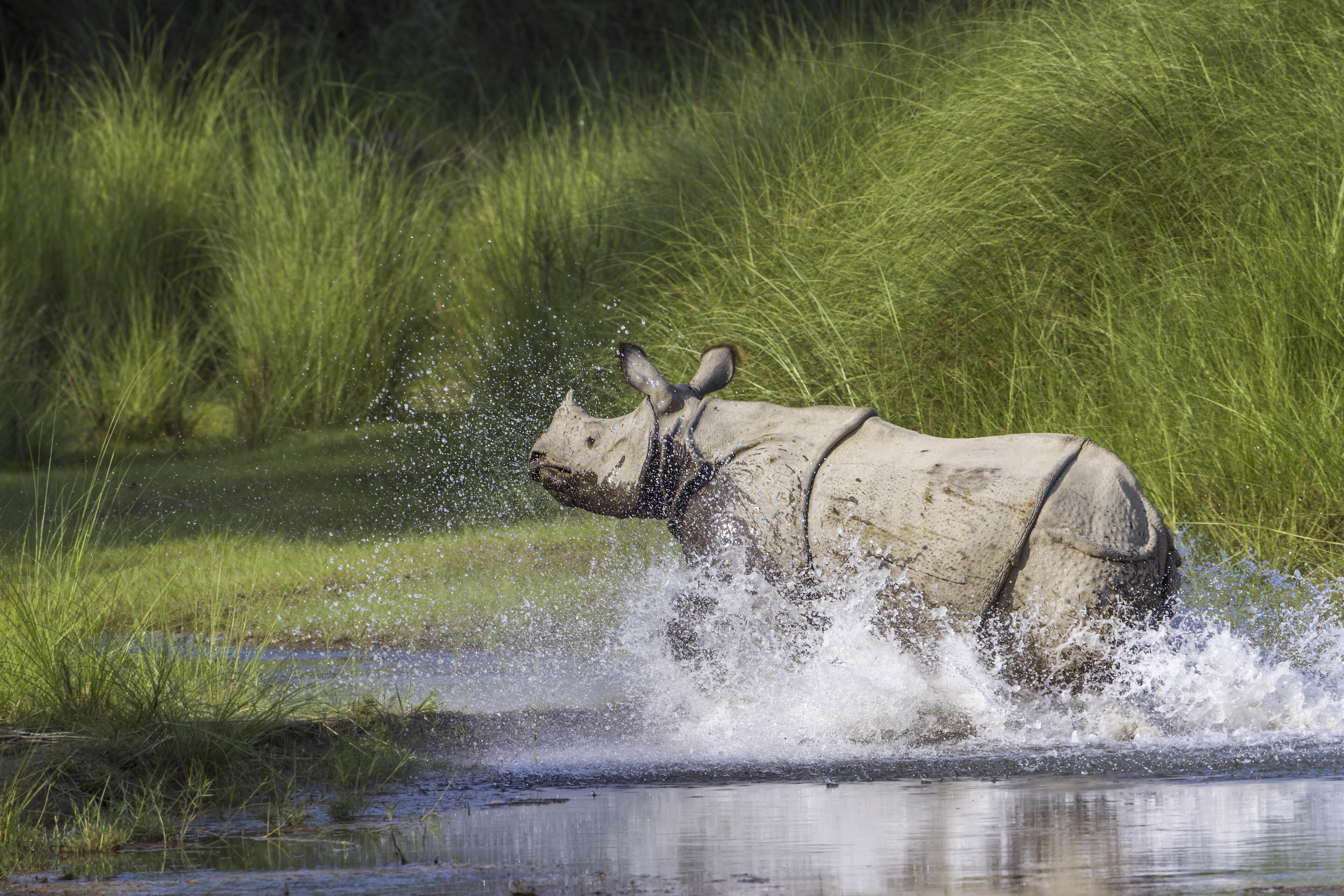 Kaziranga Nationalpark