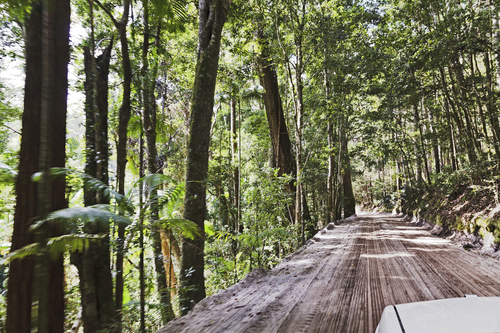 shutterstock 547122523 australien fraser island sandige strasse regenwald autojpg 3665132