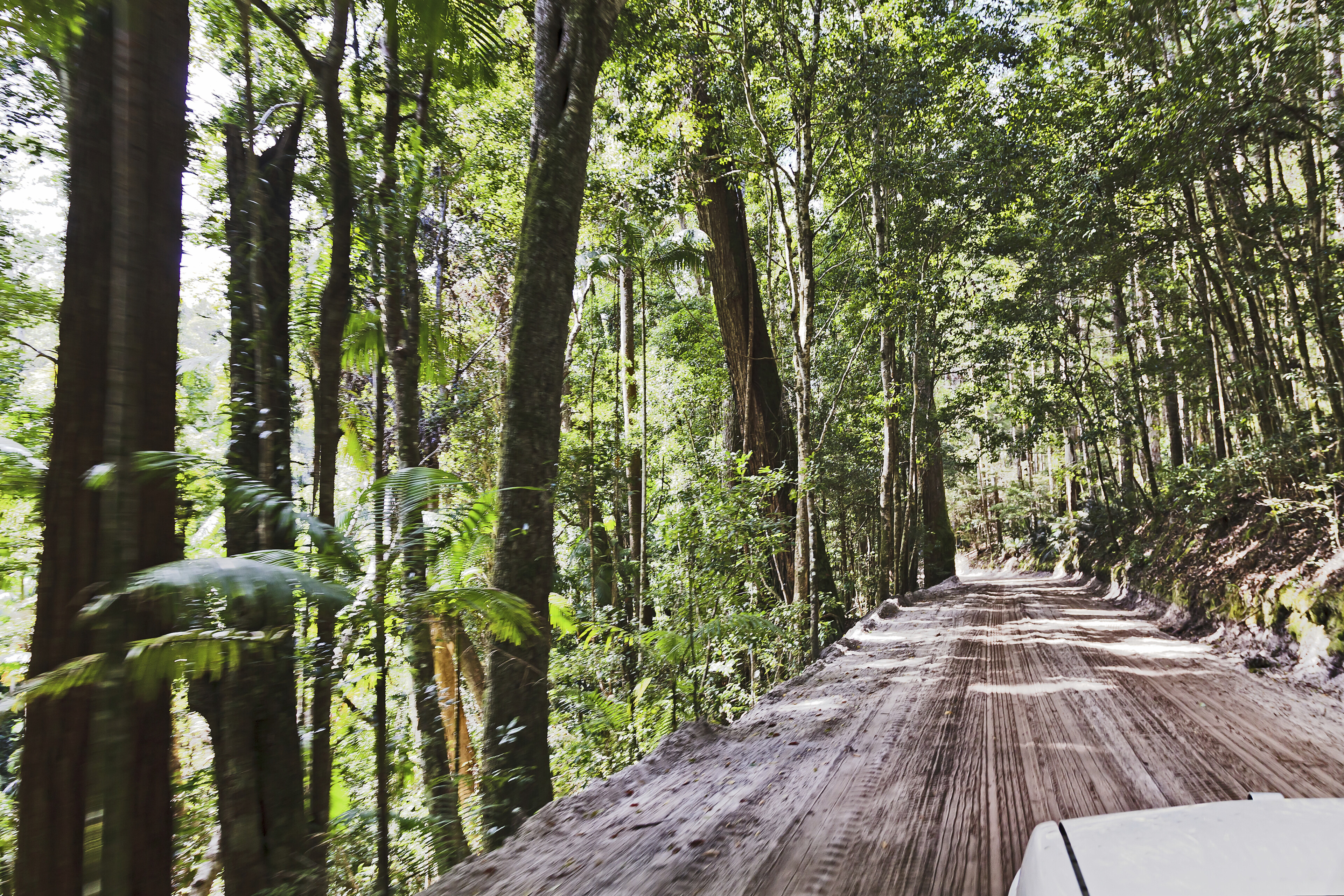 shutterstock 547122523 australien fraser island sandige strasse regenwald autojpg 3665132