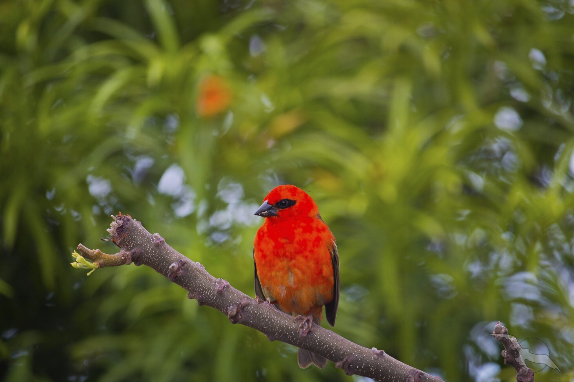 shutterstock 555632674 la reunion tier vogel madagaskarweberjpg 3663496