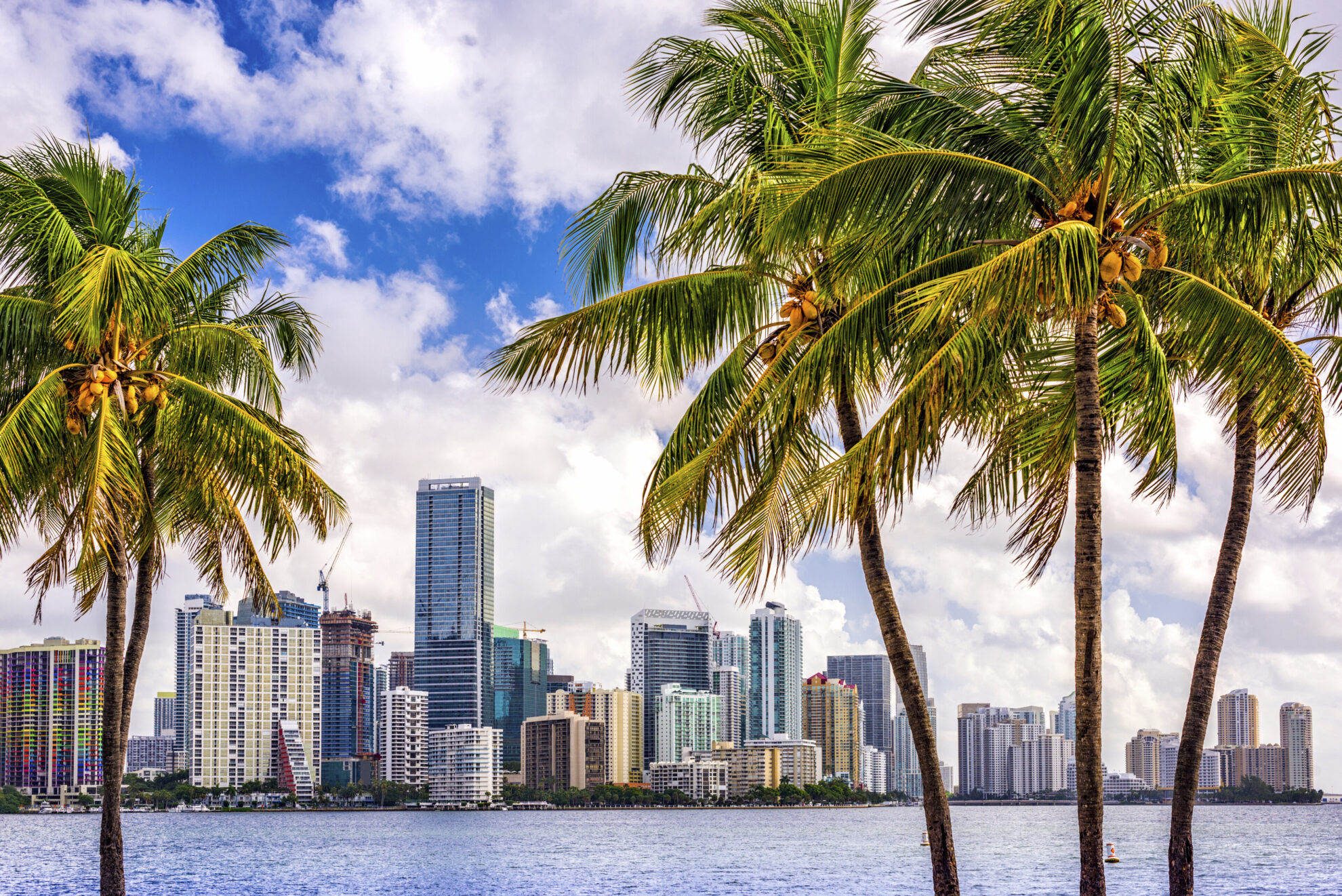 shutterstock 649403662 usa miami skyline palmenjpg 3696518
