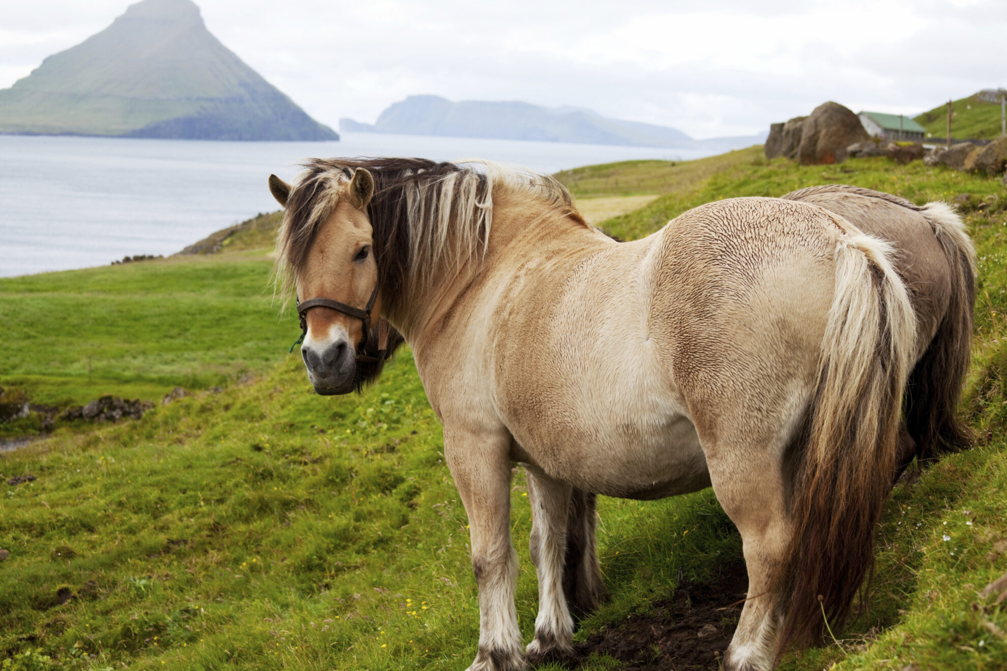 shutterstock 84879463 daenemark faroer inseln tiere pferdjpg 3649771